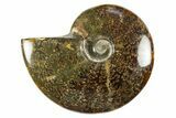 Polished Cretaceous Ammonite (Cleoniceras) Fossil - Madagascar #303937-1